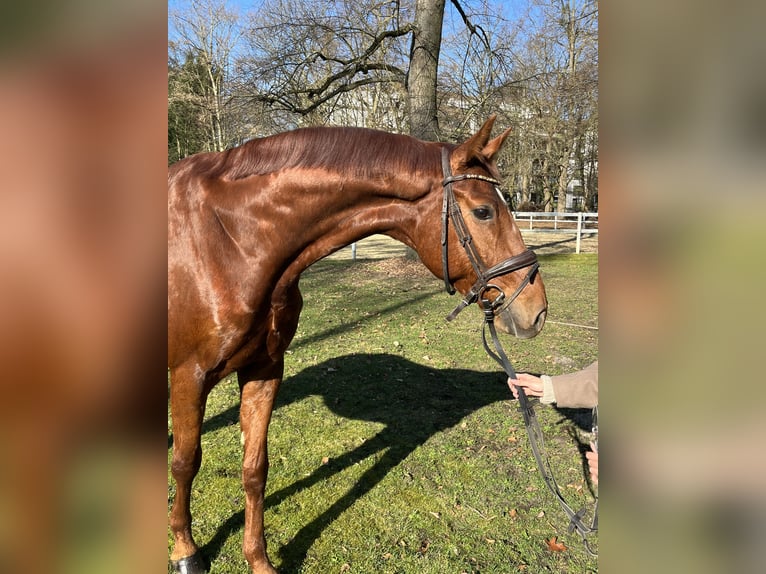 Hanovrien Hongre 8 Ans 173 cm Alezan in Hamm