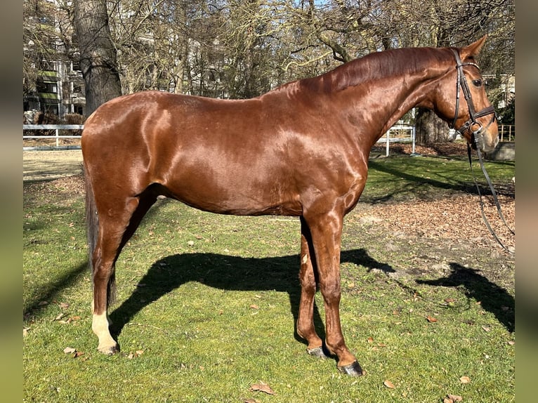 Hanovrien Hongre 8 Ans 173 cm Alezan in Hamm