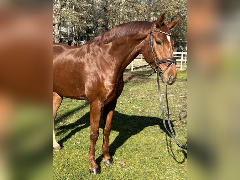 Hanovrien Hongre 8 Ans 173 cm Alezan in Hamm