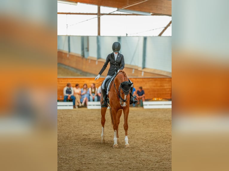 Hanovrien Hongre 8 Ans 173 cm Alezan in Hennef