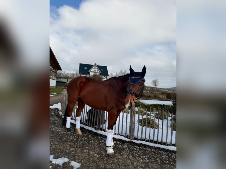 Hanovrien Hongre 8 Ans 173 cm  in Haiger