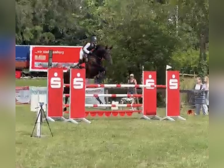 Hanovrien Hongre 8 Ans 174 cm Bai brun foncé in Buxtehude