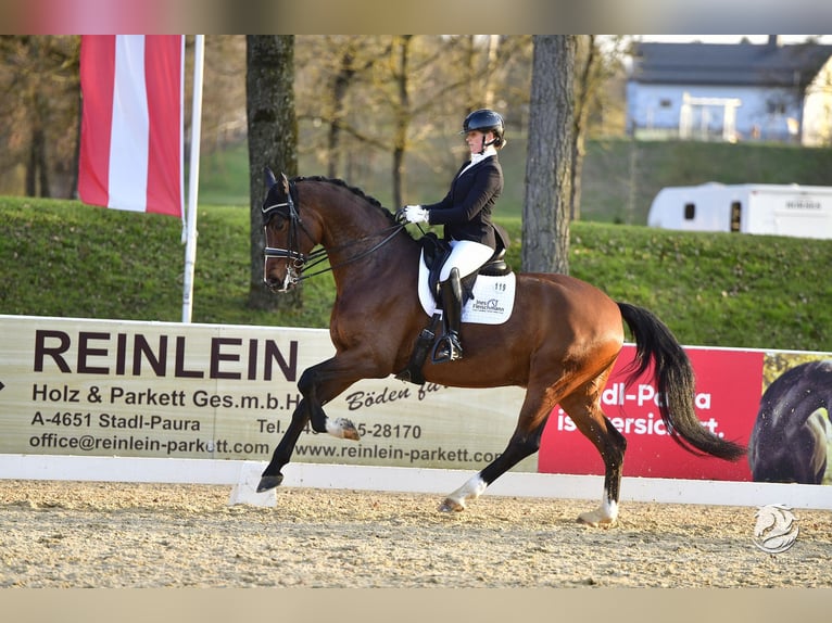Hanovrien Hongre 8 Ans 174 cm Bai in Ostrach