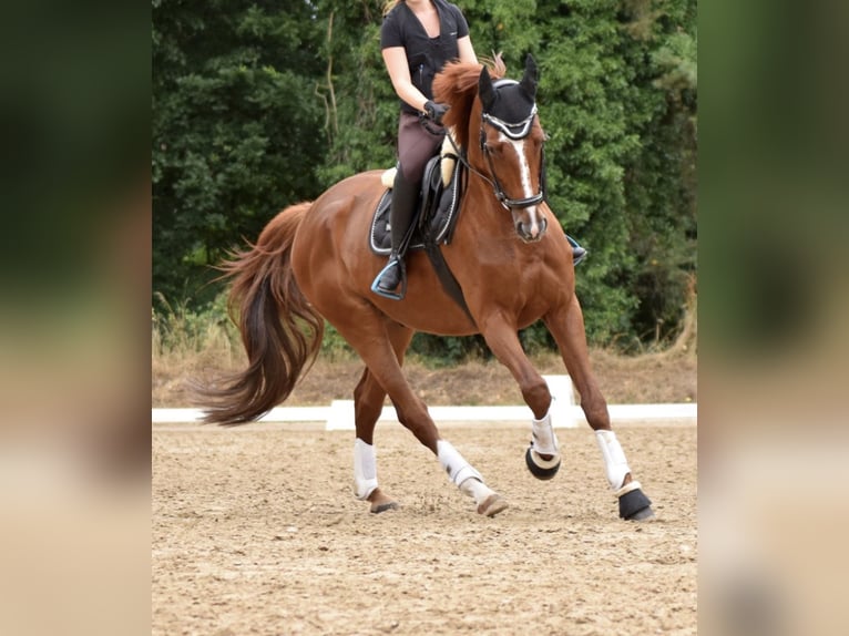 Hanovrien Hongre 8 Ans 175 cm Alezan brûlé in Babenhausen