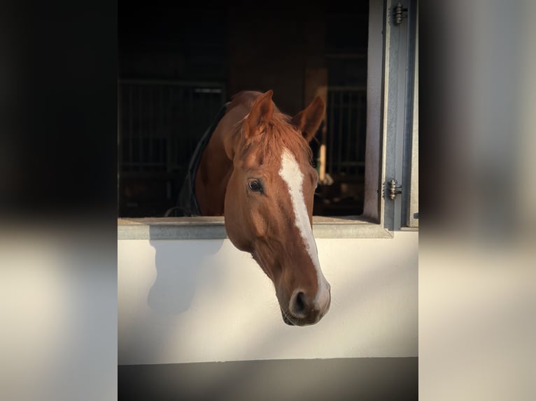 Hanovrien Hongre 8 Ans 175 cm Alezan in Coburg