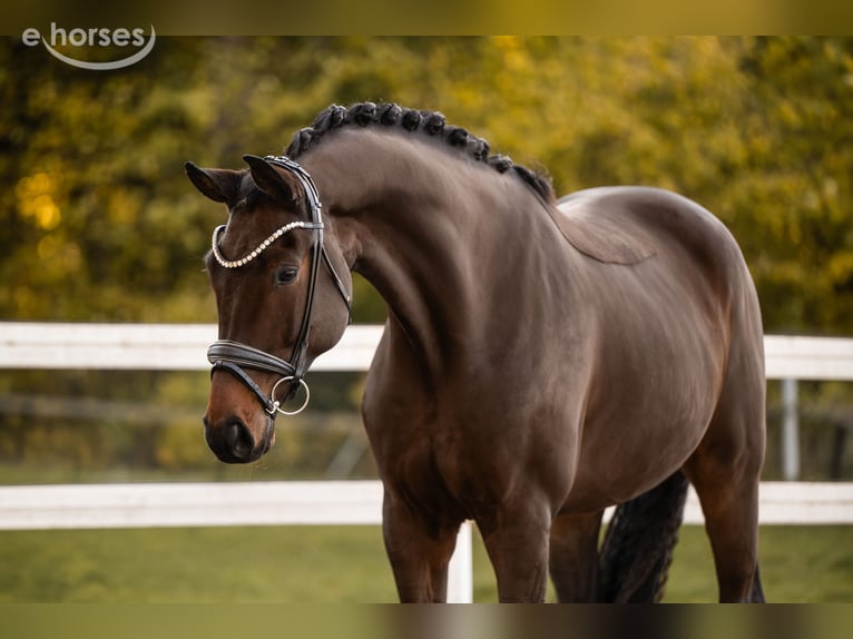 Hanovrien Hongre 8 Ans 175 cm Bai brun in Wehringen