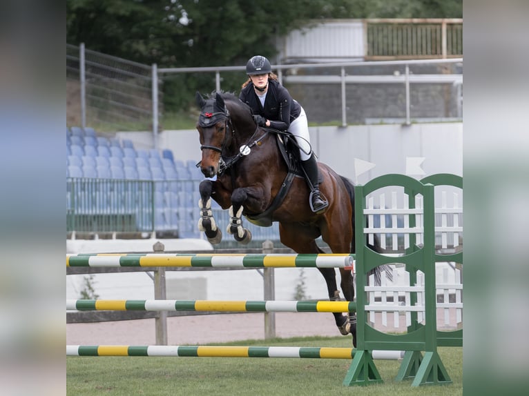 Hanovrien Hongre 8 Ans 175 cm Bai brun in Scharnebeck