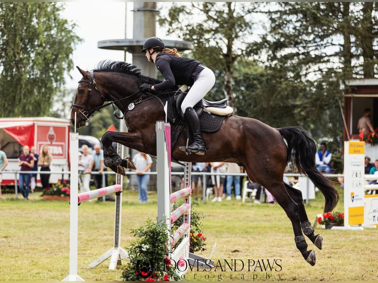 Hanovrien Hongre 8 Ans 175 cm Bai brun in Scharnebeck