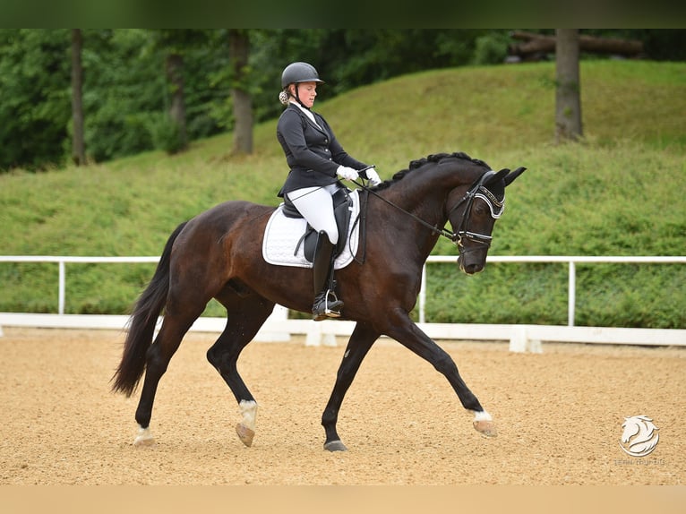 Hanovrien Hongre 8 Ans 175 cm Noir in Nettingsdorf