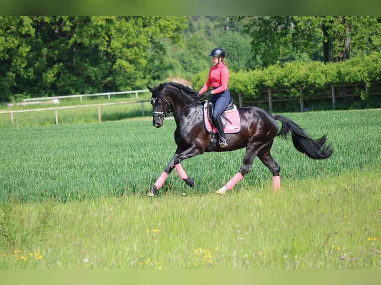 Hanovrien Hongre 8 Ans 175 cm Noir in Nettingsdorf