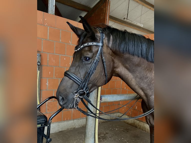 Hanovrien Hongre 8 Ans 180 cm Bai brun foncé in Egestorf