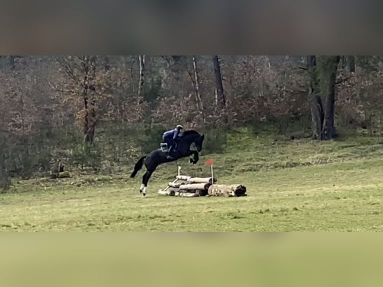 Hanovrien Hongre 8 Ans 180 cm Bai brun foncé in Egestorf