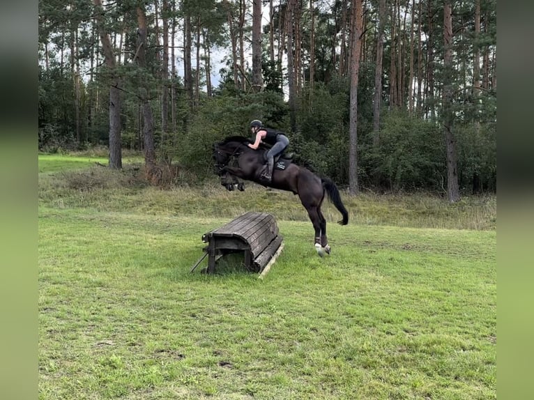 Hanovrien Hongre 8 Ans 180 cm Bai brun foncé in Egestorf
