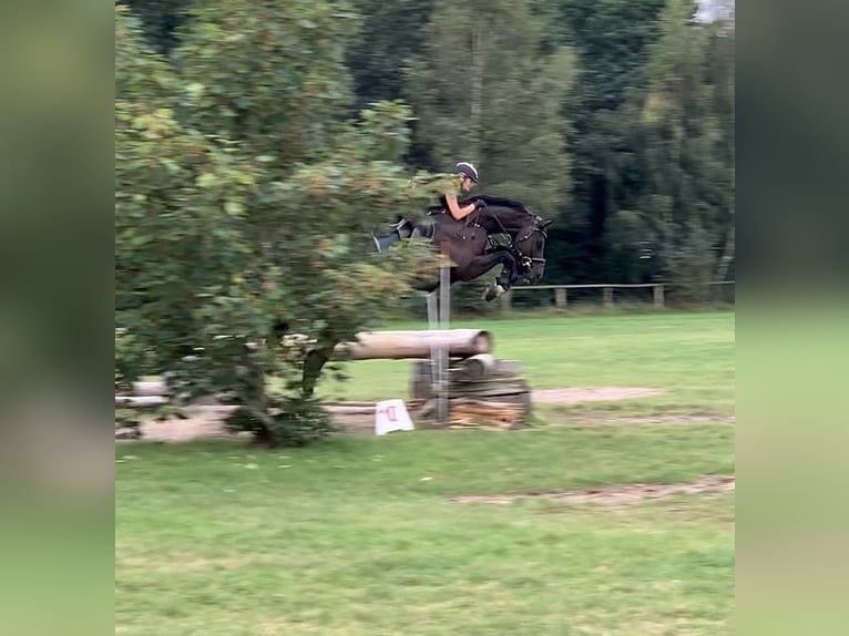 Hanovrien Hongre 8 Ans 180 cm Bai brun foncé in Egestorf