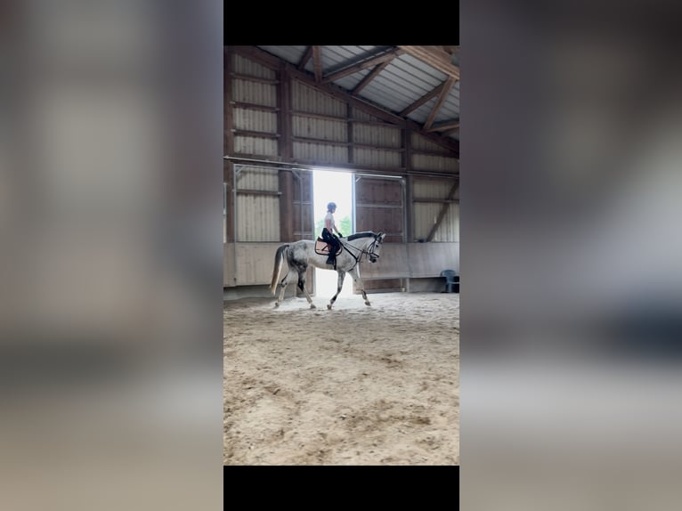 Hanovrien Hongre 8 Ans 180 cm Gris in Illingen