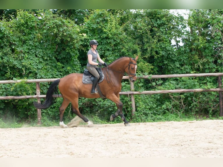Hanovrien Hongre 8 Ans 182 cm Bai in Wietzen