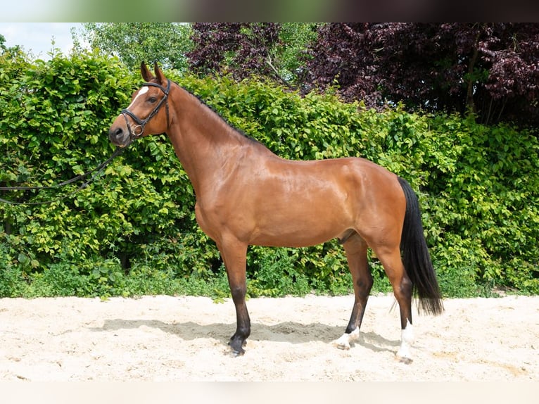 Hanovrien Hongre 8 Ans 182 cm Bai in Wietzen