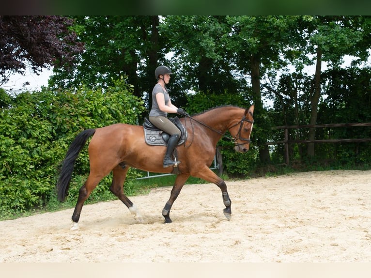 Hanovrien Hongre 8 Ans 182 cm Bai in Wietzen