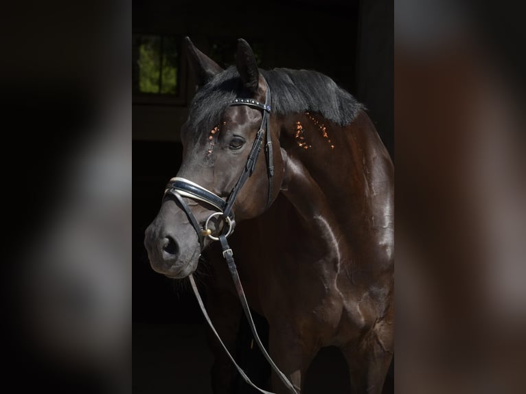 Hanovrien Hongre 8 Ans 182 cm Noir in Wiesbaden