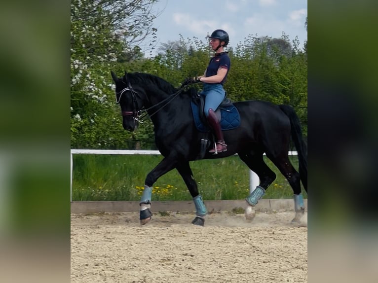 Hanovrien Hongre 8 Ans 182 cm Noir in Wiesbaden