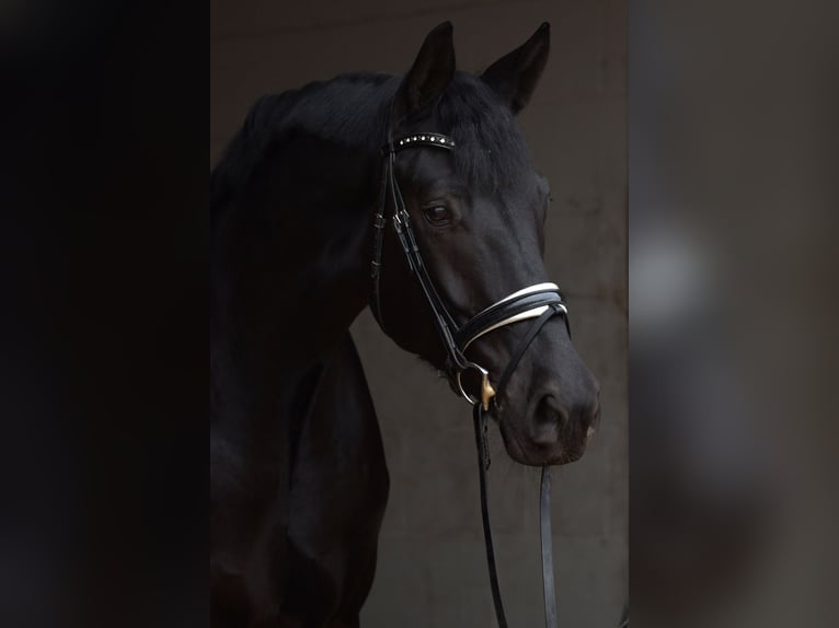 Hanovrien Hongre 8 Ans 182 cm Noir in Wiesbaden