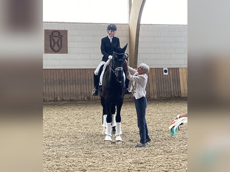 Hanovrien Hongre 8 Ans 182 cm Noir in Wiesbaden