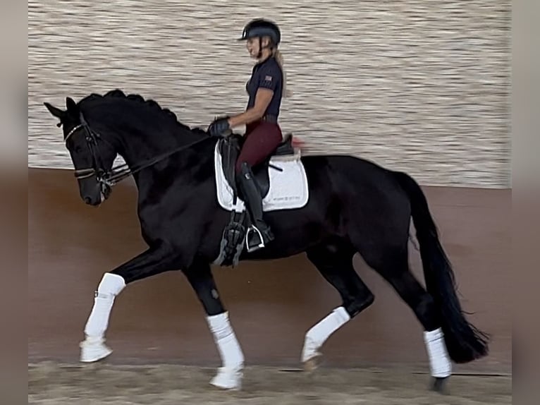 Hanovrien Hongre 8 Ans 182 cm Noir in Wehringen