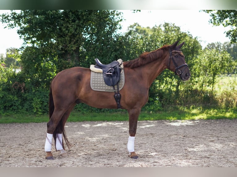 Hanovrien Hongre 8 Ans 189 cm Alezan brûlé in Brinkum