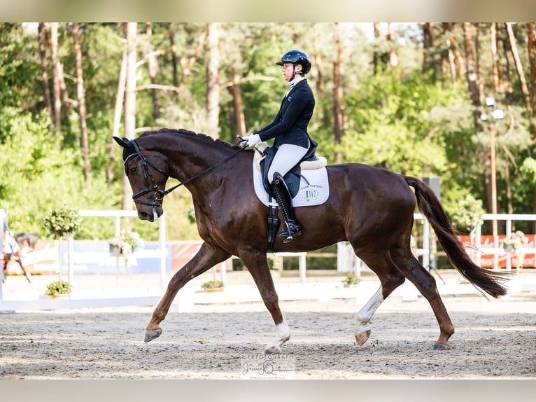 Hanovrien Hongre 8 Ans 189 cm Alezan brûlé in Brinkum