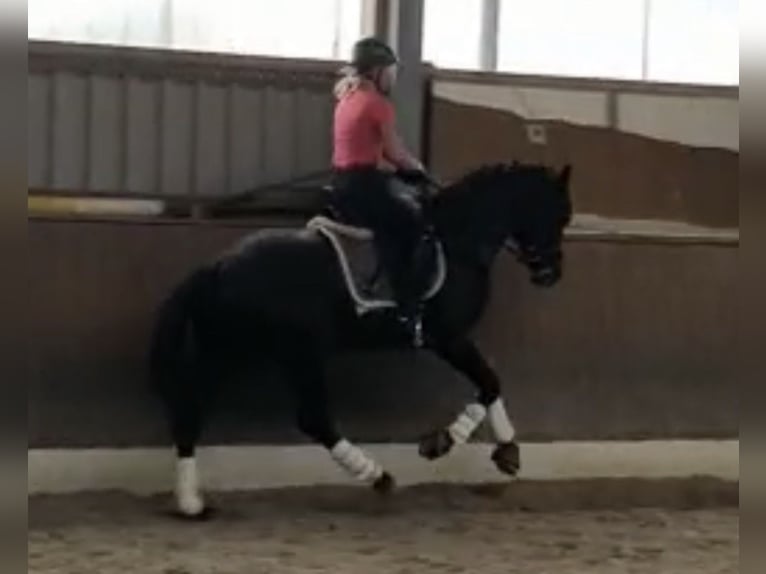 Hanovrien Hongre 9 Ans 162 cm Noir in Stöckse