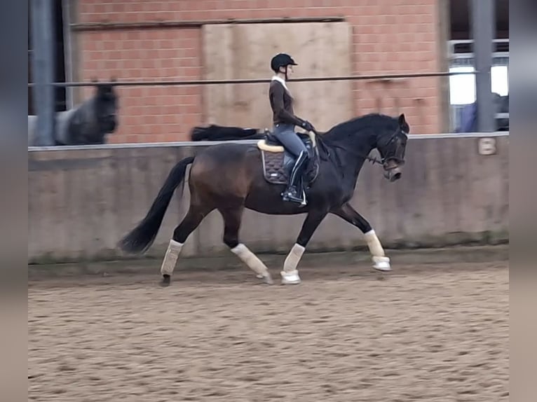 Hanovrien Hongre 9 Ans 163 cm Bai brun foncé in Friesoythe