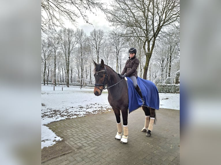 Hanovrien Hongre 9 Ans 163 cm Bai brun foncé in Friesoythe