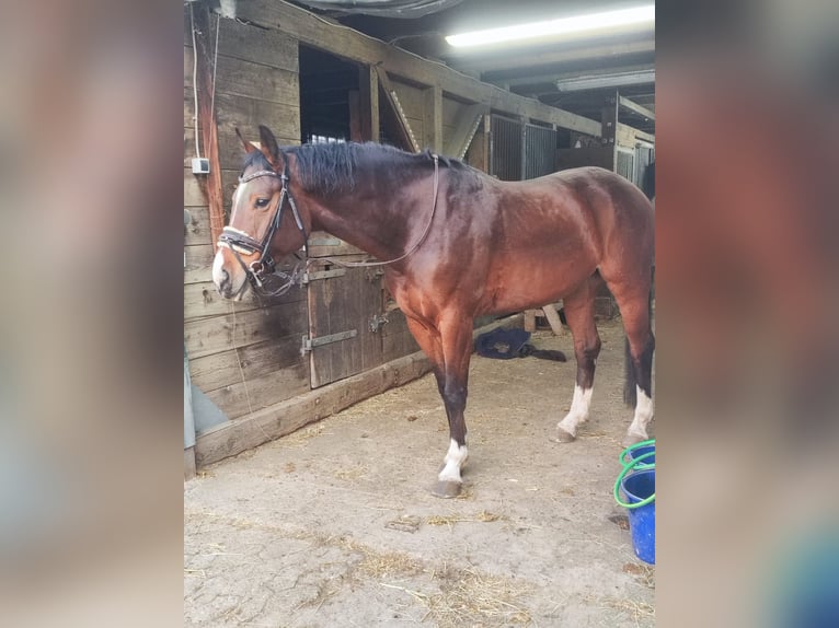 Hanovrien Hongre 9 Ans 163 cm Bai in Bremerhaven