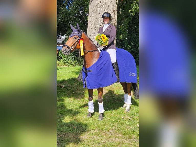 Hanovrien Hongre 9 Ans 164 cm Bai in Bremerhaven
