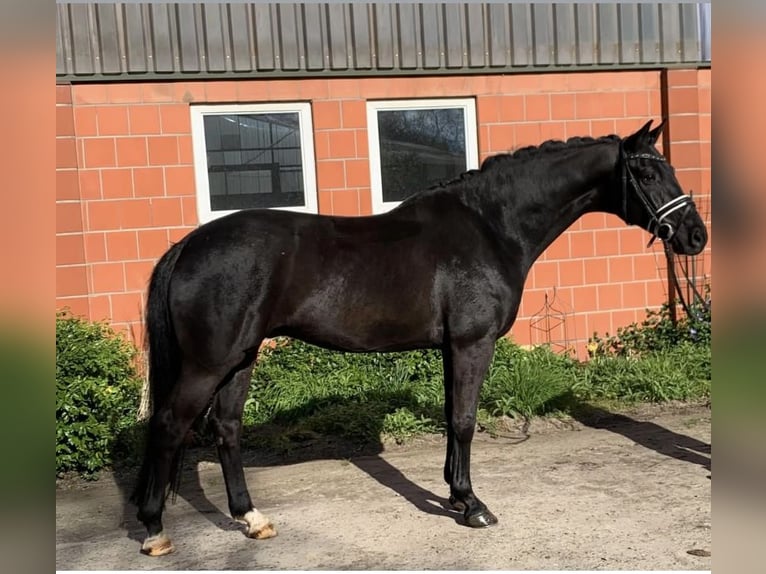 Hanovrien Hongre 9 Ans 164 cm Noir in Hepstedt