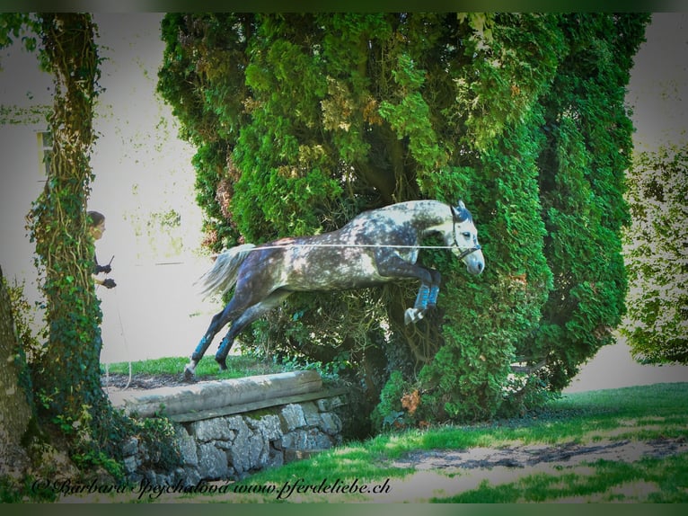 Hanovrien Hongre 9 Ans 165 cm Gris in Gontenschwil