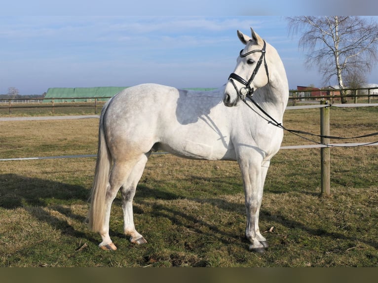 Hanovrien Hongre 9 Ans 165 cm Gris in Wedemark