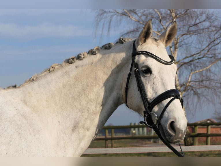 Hanovrien Hongre 9 Ans 165 cm Gris in Wedemark