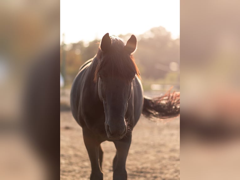 Hanovrien Hongre 9 Ans 165 cm Noir in Poznan Poland