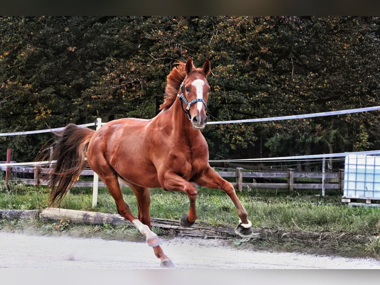 Hanovrien Hongre 9 Ans 167 cm Alezan in BischofswiesenBischofswiesen