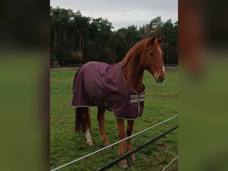 Hanovrien Hongre 9 Ans 167 cm Alezan in Barenburg