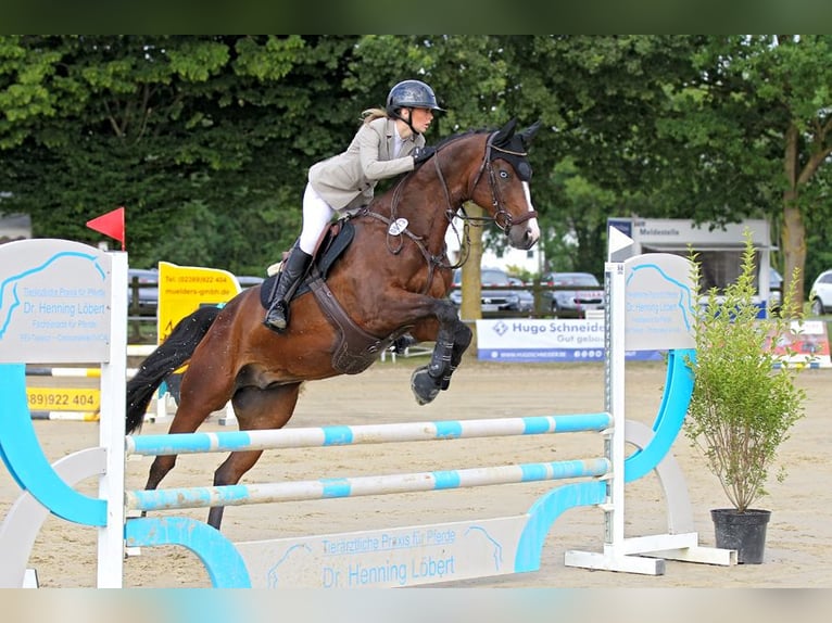 Hanovrien Hongre 9 Ans 167 cm Bai in Bönen