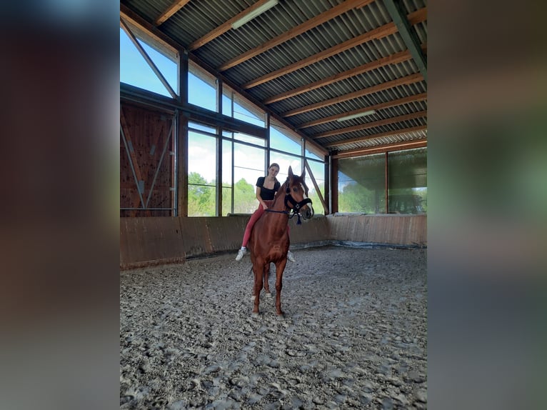 Hanovrien Hongre 9 Ans 168 cm Alezan in Kronau