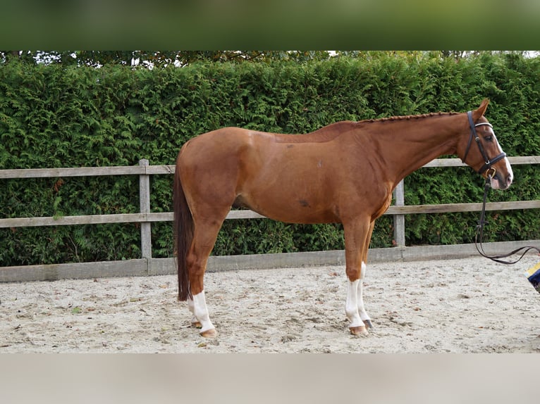 Hanovrien Hongre 9 Ans 168 cm Alezan in Lohne (Oldenburg)