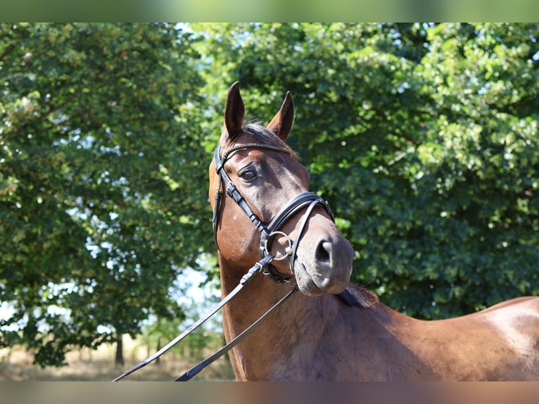 Hanovrien Hongre 9 Ans 168 cm Bai brun in GROTE-BROGEL
