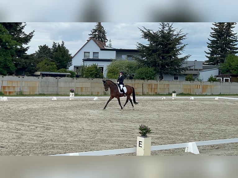 Hanovrien Hongre 9 Ans 168 cm Bai in Dessau-Ro&#xDF;lau