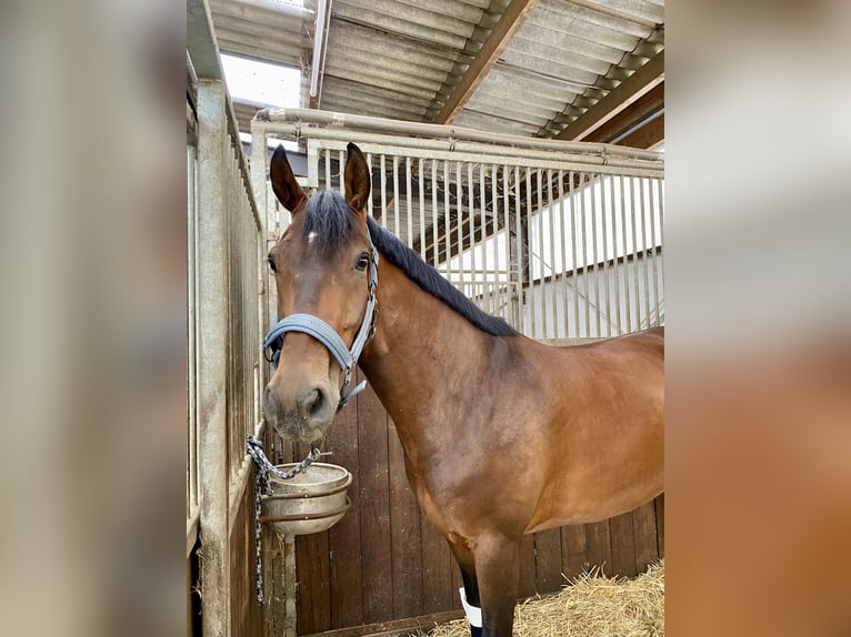 Hanovrien Hongre 9 Ans 168 cm Bai in Dessau-Ro&#xDF;lau