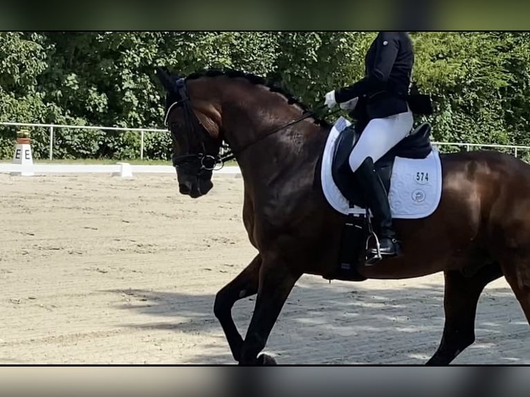 Hanovrien Hongre 9 Ans 168 cm Bai in Dessau-Ro&#xDF;lau