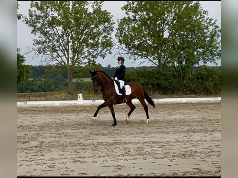 Hanovrien Hongre 9 Ans 168 cm Bai in Dessau-Ro&#xDF;lau