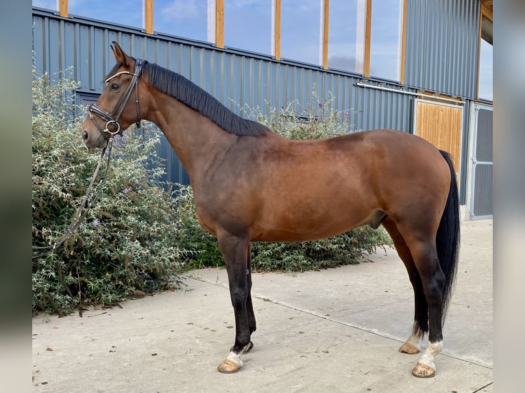 Hanovrien Hongre 9 Ans 168 cm Bai in Dessau-Ro&#xDF;lau